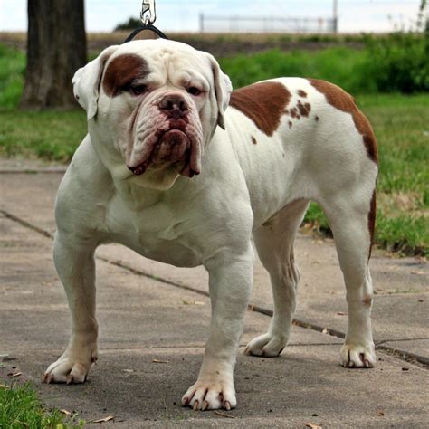 Old English Bulldog Facts About The Olde English Bulldogges Dogs