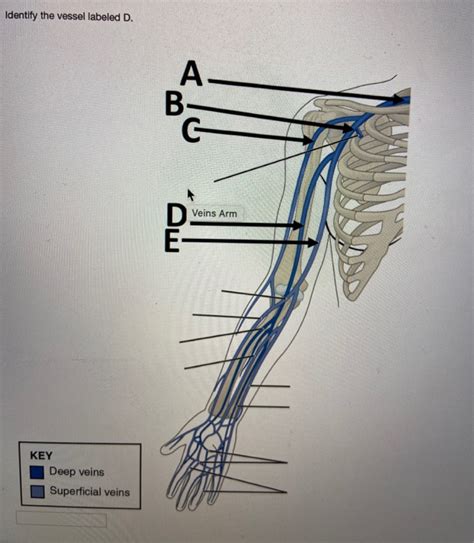 Blood vessels labeled on modelshow bank. Solved: Identify The Vessel Labeled B. A- B- Arm Arteries ...