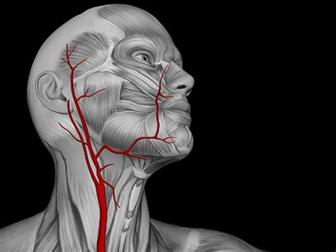 It is terminal branch of the common carotid artery, it is larger than the other terminal branch (the external carotid artery). Pain behind ears and stiff neck when turning head - Mal de dos