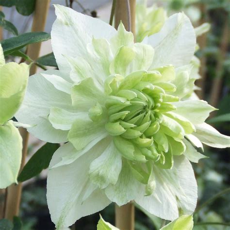 Clematis armandi is a deciduous or evergreen vine that climbs by twisting stems and petioles. Florida 'Alba Plena' Clematis | Clematis, Beautiful ...