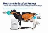 Cows Produce Methane Gas Photos