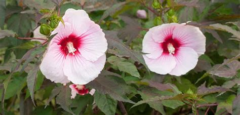 Let's look at what's necessary to be fertilizing hibiscus trees properly. How to Grow Tropical Hibiscus - Nursery Buy