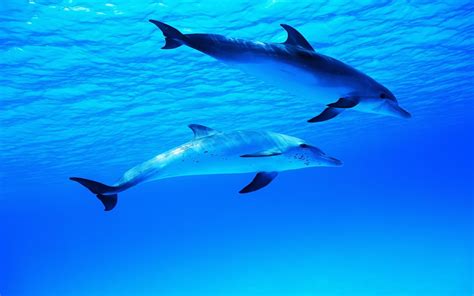 Dolphins In The Underwater World Blue Color Wallpaper Animals