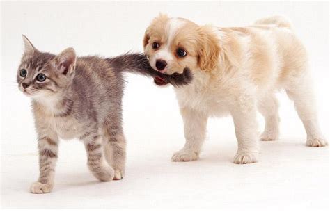 Funny And Cute Cats Kittens And Puppies Pictures
