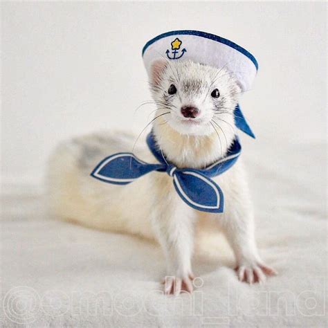 14 Of The Best Ferret Costumes Weve Seen So Far Ferret Voice