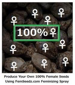 Femseedz Feminizing Spray For 100 Female Seeds Feminized Seeds Blog