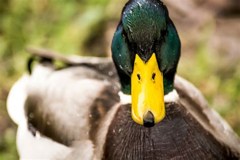 Free Stock Photo Of Animal Animal Photography Duck