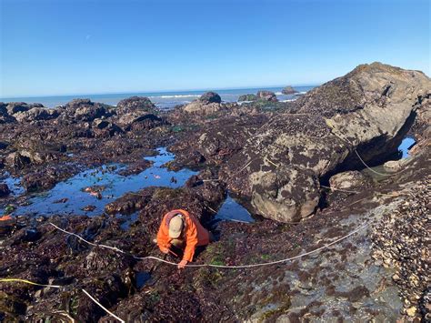 On the Edge: The Curious Lives of Intertidal Organisms and How We