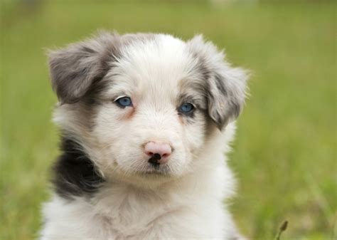 The 10 Cutest Puppy Breed Photos Weve Ever Seen