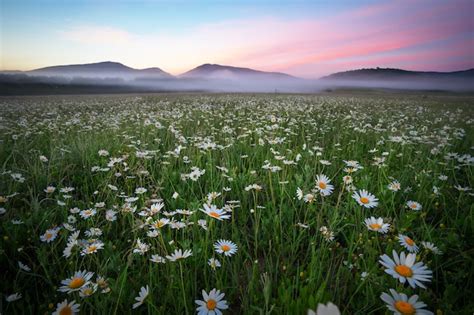 Premium Photo Daisies In The Field Near The Mountains Meadow With