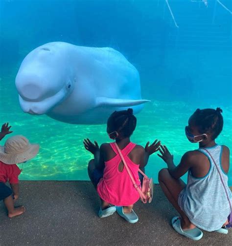 Home To Beluga Whales Is Mystic Aquarium Among Best In Nation