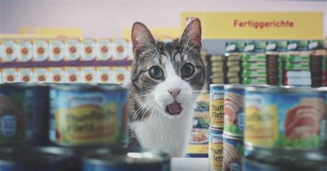 This Is The Funniest And Very Crazy Cat Commercial