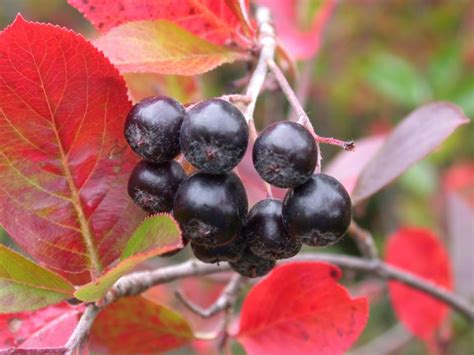 The plant sciences programme of the norwegian university of life sciences (nmbu) is offered at the faculty of biosciences. Aronia melanocarpa - Svartsurbær | Norwegian University of ...
