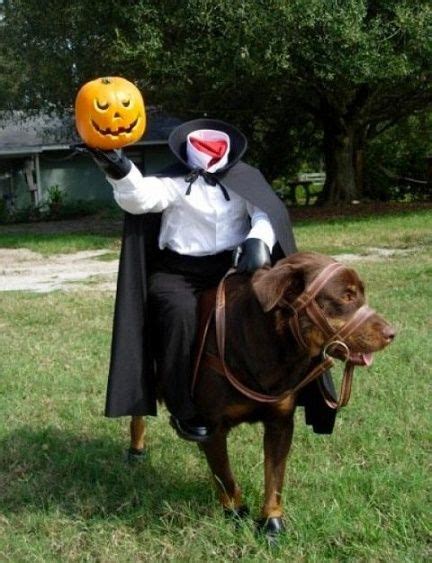 50 Divertidos Disfraces De Halloween Para Tu Perro Halloween Para