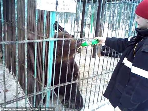 brown bear tears off woman s arm then eats it during christmas bash at russian guest house