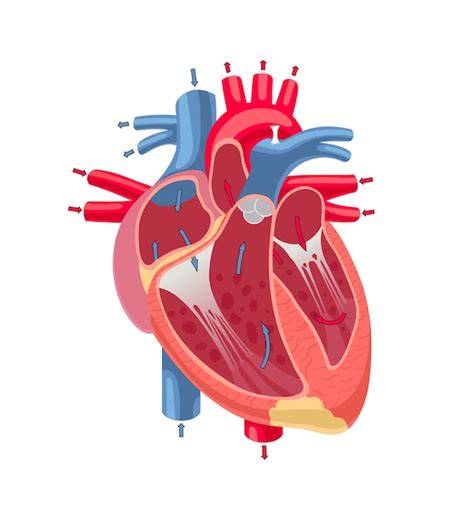 Anatomie Des Menschlichen Herzens Lokalisiert Auf Weißem Hintergrund