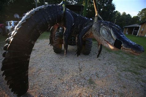 1000 Pound Alligator Animals
