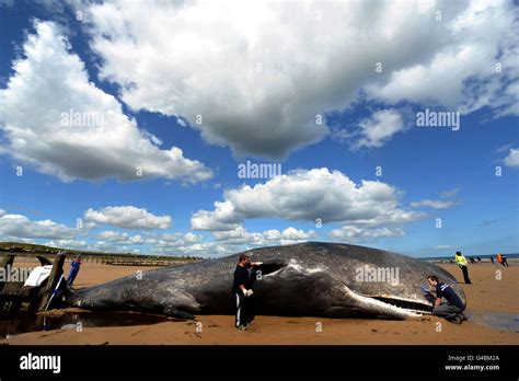 British Divers Marine Life Rescue Volunteers With A 44ft Sperm Whale