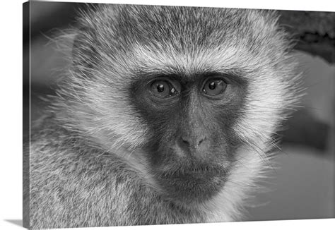 Close Up Portrait Of A Vervet Monkey Looking At The Camera Serengeti