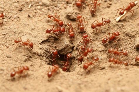 The southern fire ant is attracted to a variety of foods including protein, greases, and sweet foods. How to get rid of fire ants, naturally or chemically