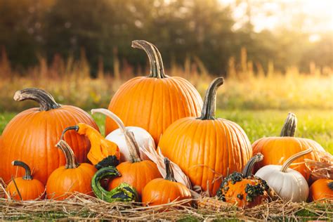 How To Make Pumpkins Last All Fall Preserving Whole And Carved Pumpkin