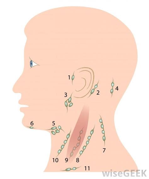 Swollen Lymph Nodes In The Neck With Fever Critical Issue 2021
