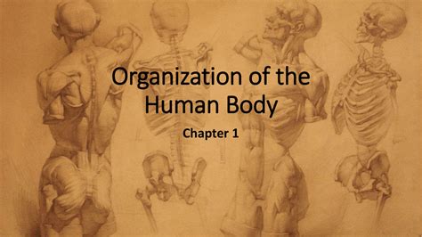 Chapter 1 Organization Of The Body