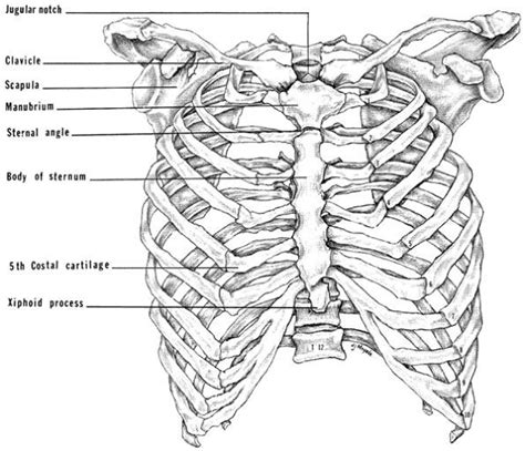 Now, don't leave this lesson just because the title doesn't include jamie! anterior view of a human thoracic cage - Google Search ...