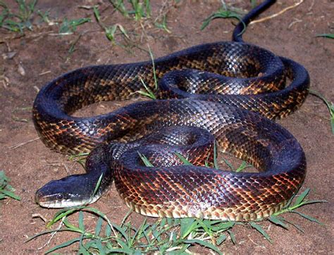If you try to keep after any rodent infestation, you can lower the possibility of snakes. Black Snake | Snakes