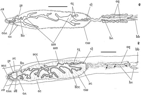 Notogynaphallia Ceciliae Sp Nov 5 Holotype Diagrammatic Saggital