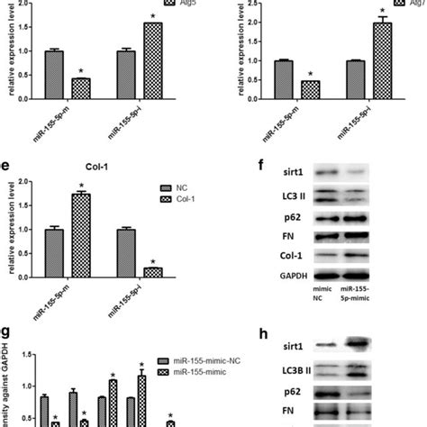 High Glucose Can Promote The Expression Of Mir 155 5p In Hk 2 Cells In