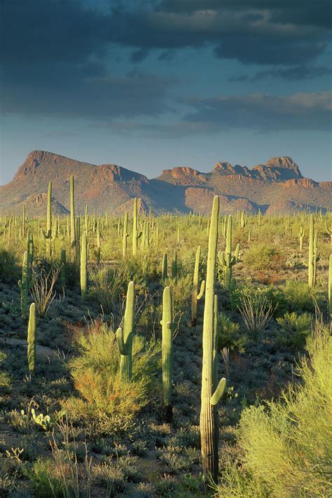 Saguaro Cactus In Sonoran Desert And By Kencanning