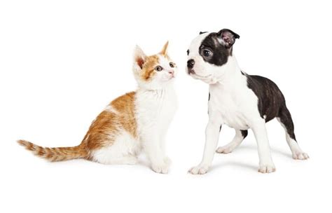The veterinarians and staff at healthy pets animal hospital are ready to provide your pet with cutting edge veterinary medical care. North Creek Pet Hospital in Bothell, WA | Bothell Animal ...