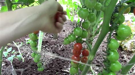 How To Prune Tomatoes For Earlier Harvests Higher Yields And Healthier