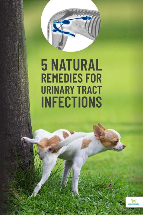 5 Natural Remedies For Urinary Tract Infections In Dogs Dogs