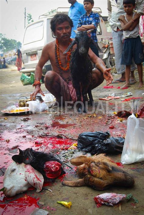 Remembering Stolen LivesCreating Animal Awareness