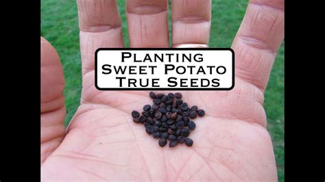 Planting True Sweetpotato Seed YouTube