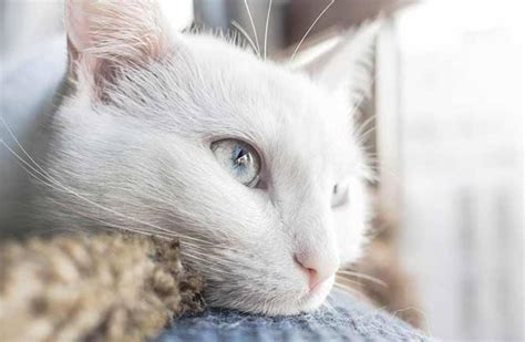 Karena air mata pada hewan ini diproduksi guna melindungi matanya dari debu yang ada, namun ada kalanya air mata pada kucing juga merupakan tanda bahwa mereka memiliki. Penyebab dan Cara Mengatasi Mata Kucing Berair Ampuh