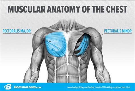 12 photos of the chest muscles diagram. Chest Muscles Diagram - Major Muscles Song Anatomy Mnemonics / Chest muscles anatomy for ...