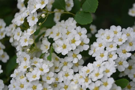 Snowmound Spirea Is A Late Spring To Early Summer Flowering Shrub