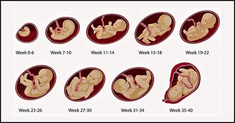 Week Wise Growth Of Baby During Pregnancy Pregnancywalls