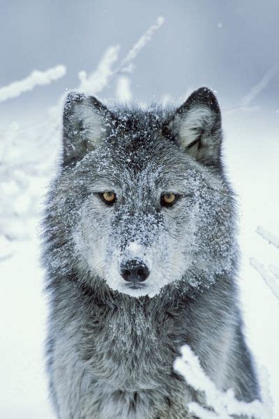 Print Of Grey Wolf In Snow With Snowy Face In 2020 Grey Wolf Wolf