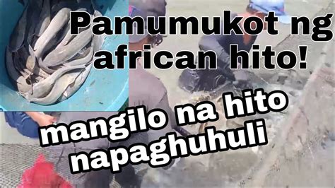 Pamumukot Ng African Hito Emj Farm How To Raise Of Good Quality