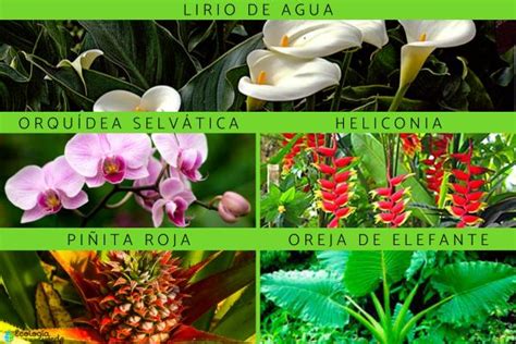 flora y fauna de la selva peruana y sus características resumen e imágenes