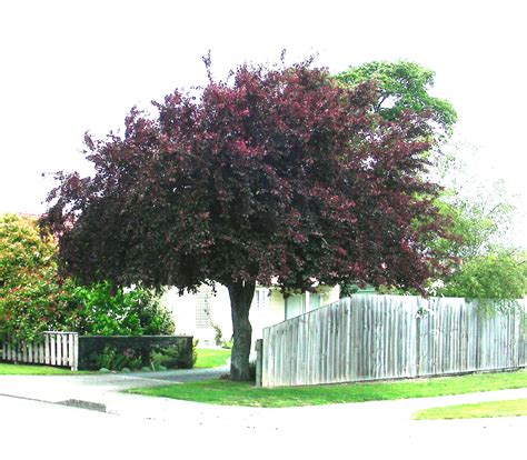 We did not find results for: PRUNUS nigra