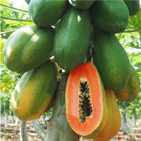 Hybrid Papaya Seeds Pack Of 10 Seeds Bonsai Plants Nursery