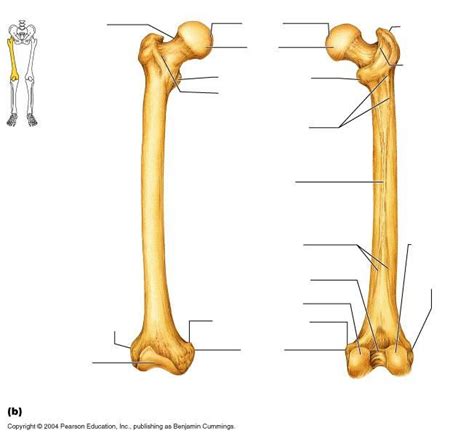 Leg Bone Diagram Unlabeled Tibia And Fibula Osteology Of The Leg And Knee