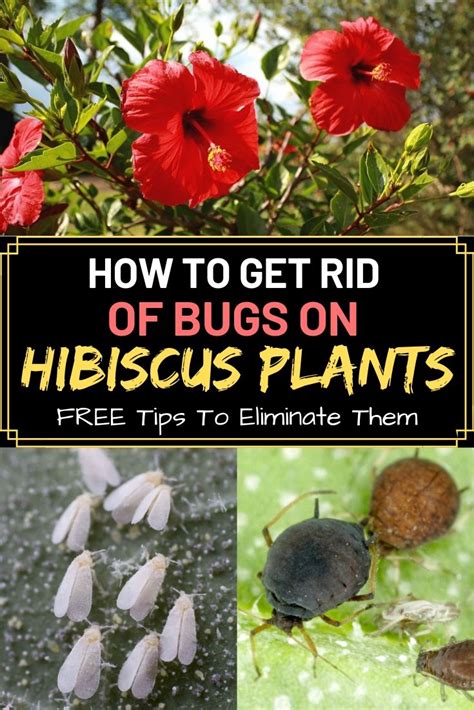 How To Get Rid Of Bugs On Hibiscus Plants Amaze Vege Garden