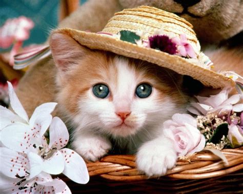 Beautiful Animals Bing Images Cute Cat Wallpaper