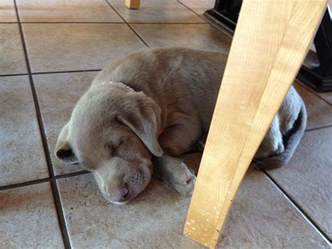 Our names are don & michele miller.we are a family owned and operated business. My puppy jersey | Silver labs, Puppies, Labrador retriever